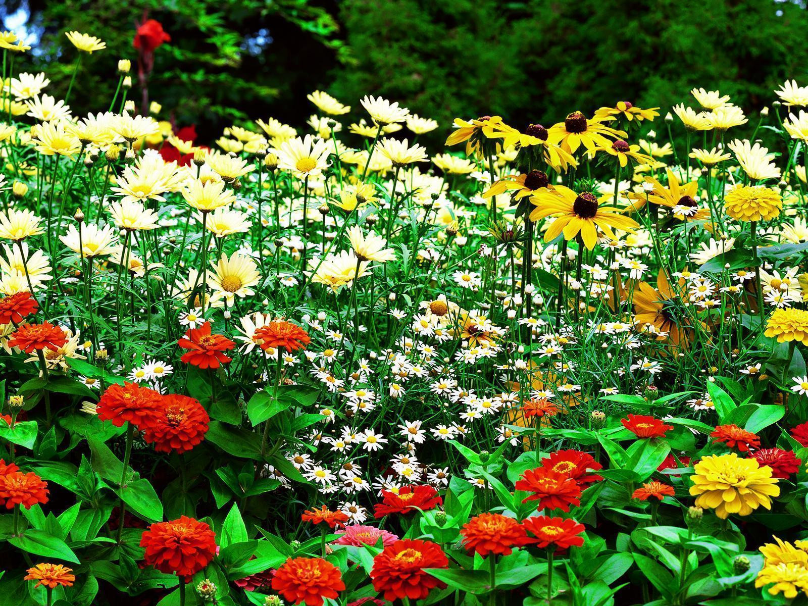 Outdoor Landscape Flowers
 Flower Garden Backgrounds Wallpaper Cave