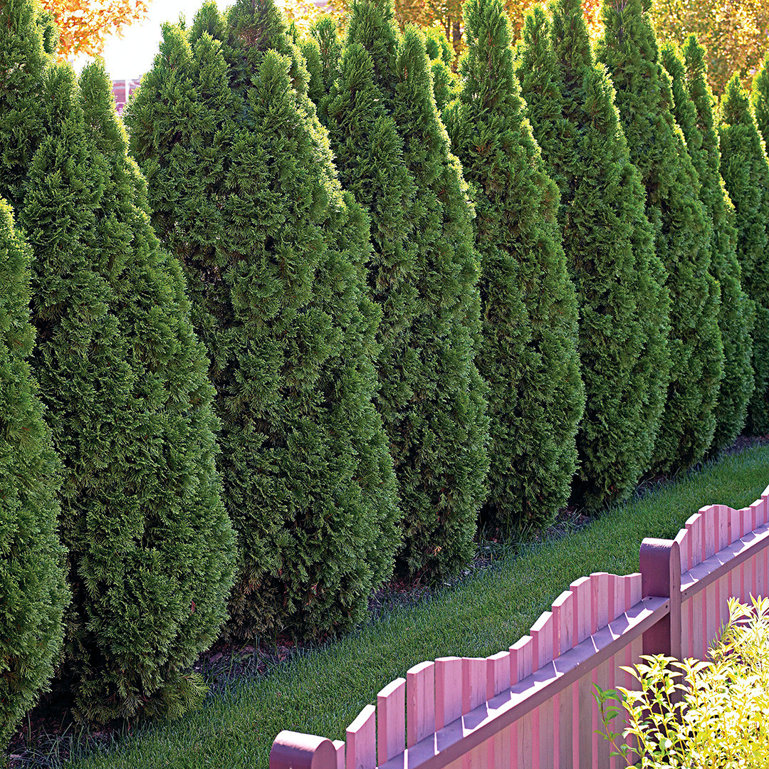 Landscape Along Fence Line
 10 Outstanding Evergreen Trees for Privacy