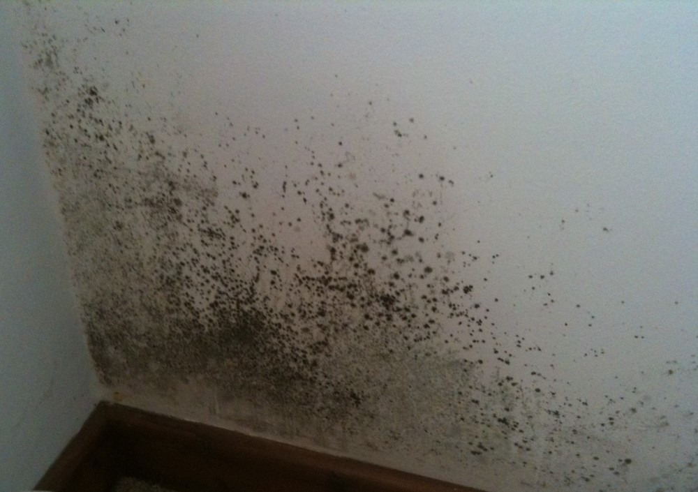 Mold On Walls In Bedroom
 Damp and mould — Ian Perks Estate Agent