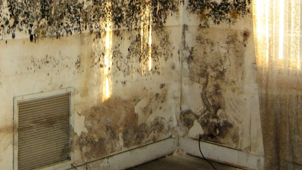 Mold On Walls In Bedroom
 Removing Mould From Interior Walls Top Tips And Tricks