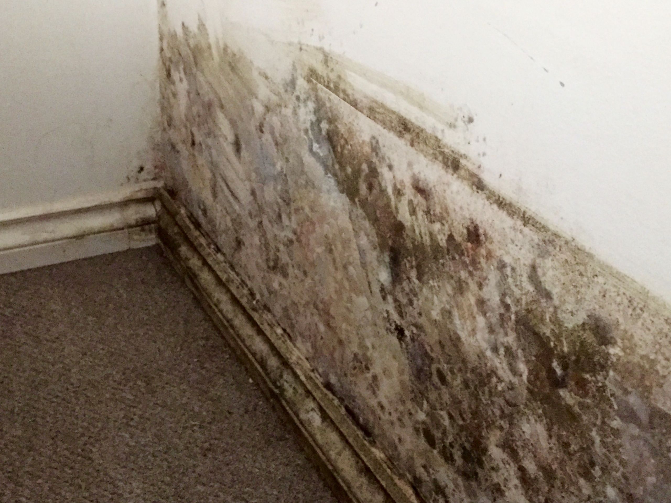 Mold On Walls In Bedroom
 Mold Insight Blog Check Out Our Blog For The Latest Mold News