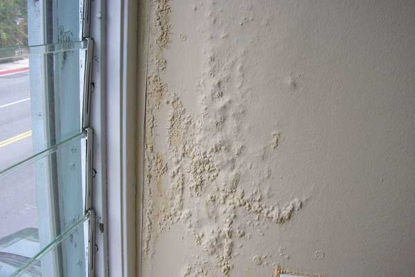 Mold On Walls In Bedroom
 Mold Removal 10 Facts and Environmental Impact