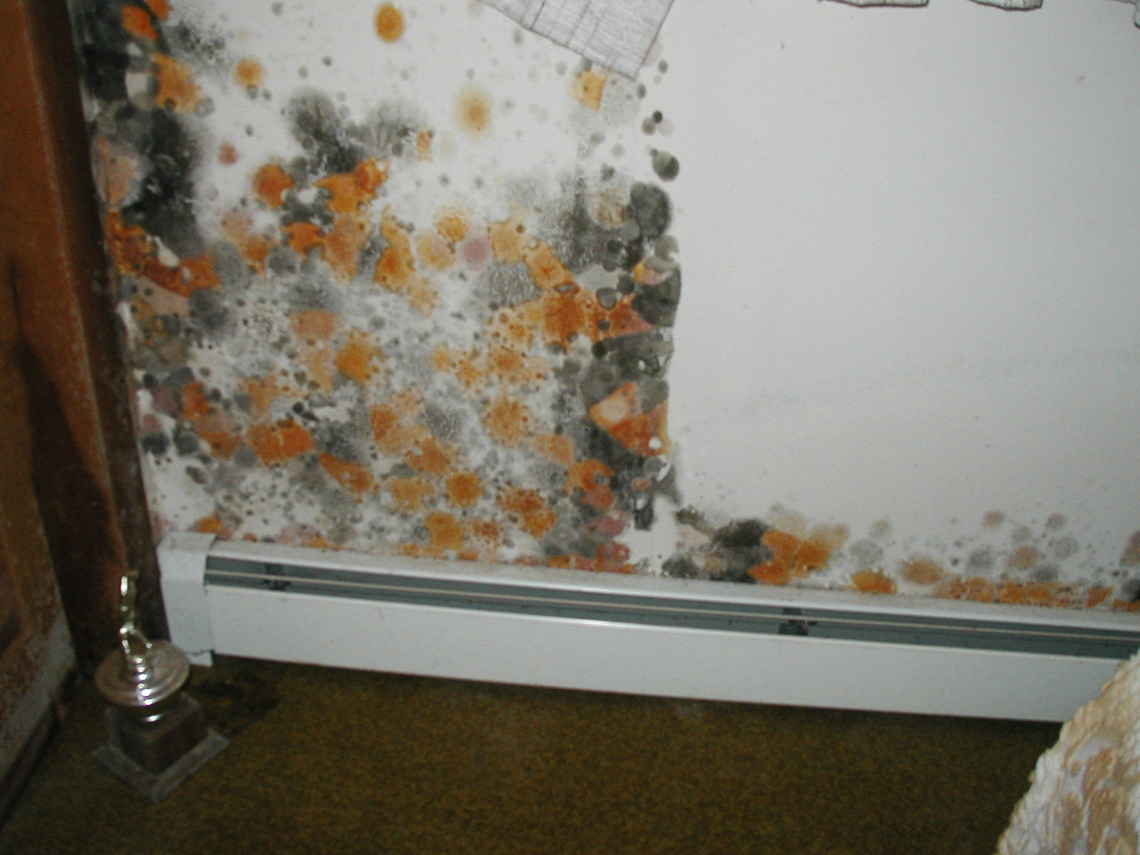 Mold On Walls In Bedroom
 Microbial Mold Testing Services
