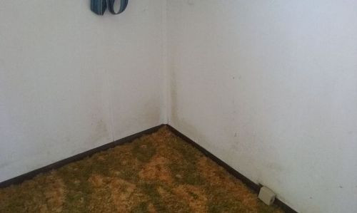 Mold On Walls In Bedroom
 I need help finding source of and removing mold from walls