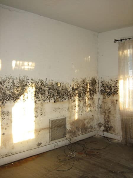 Mold On Walls In Bedroom
 The effects of damp in houses and how to solve the problem