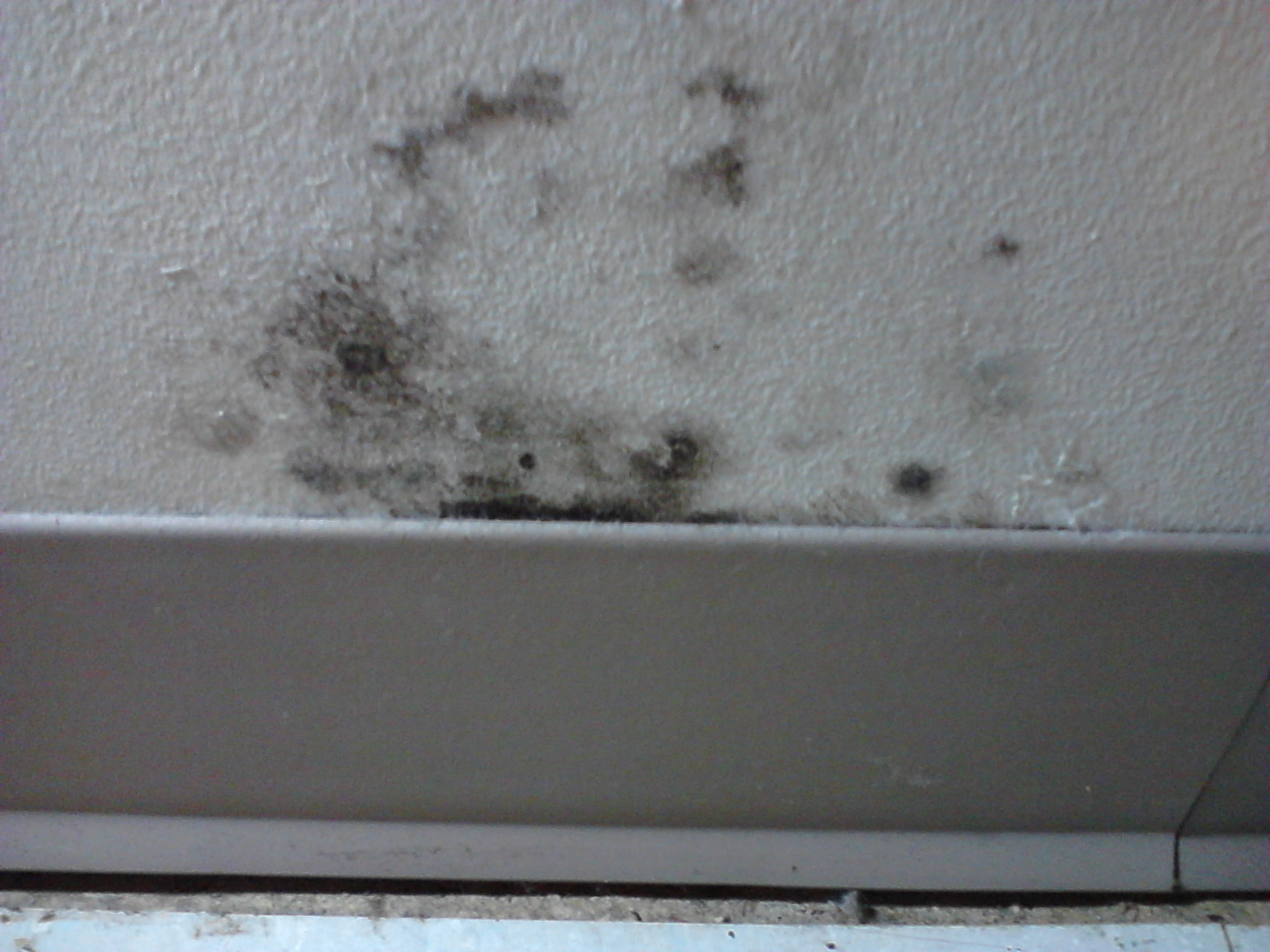 Mold On Walls In Bedroom
 Assaulted by Evil Landlord s Evil Son