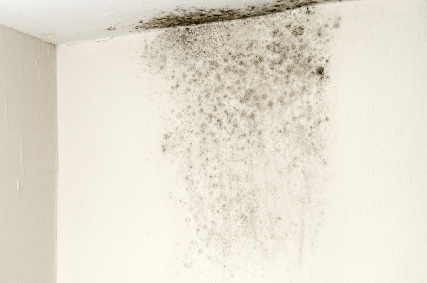 Mold On Walls In Bedroom
 Mold growing in flooded basements or other damp spots can