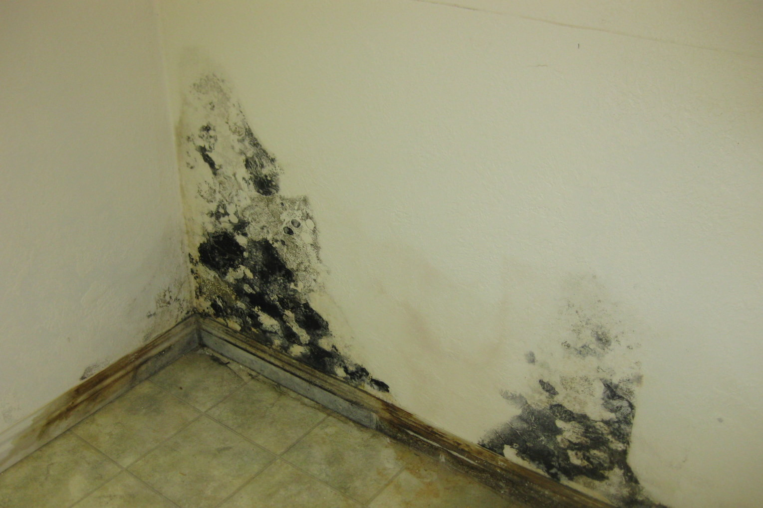 Mold On Walls In Bedroom
 How To Get Rid Molds The Walls Your House