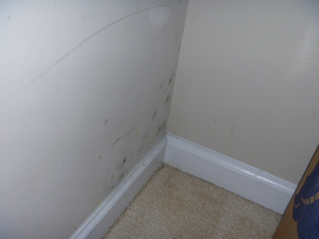 Mold On Walls In Bedroom
 Mold in the Closet