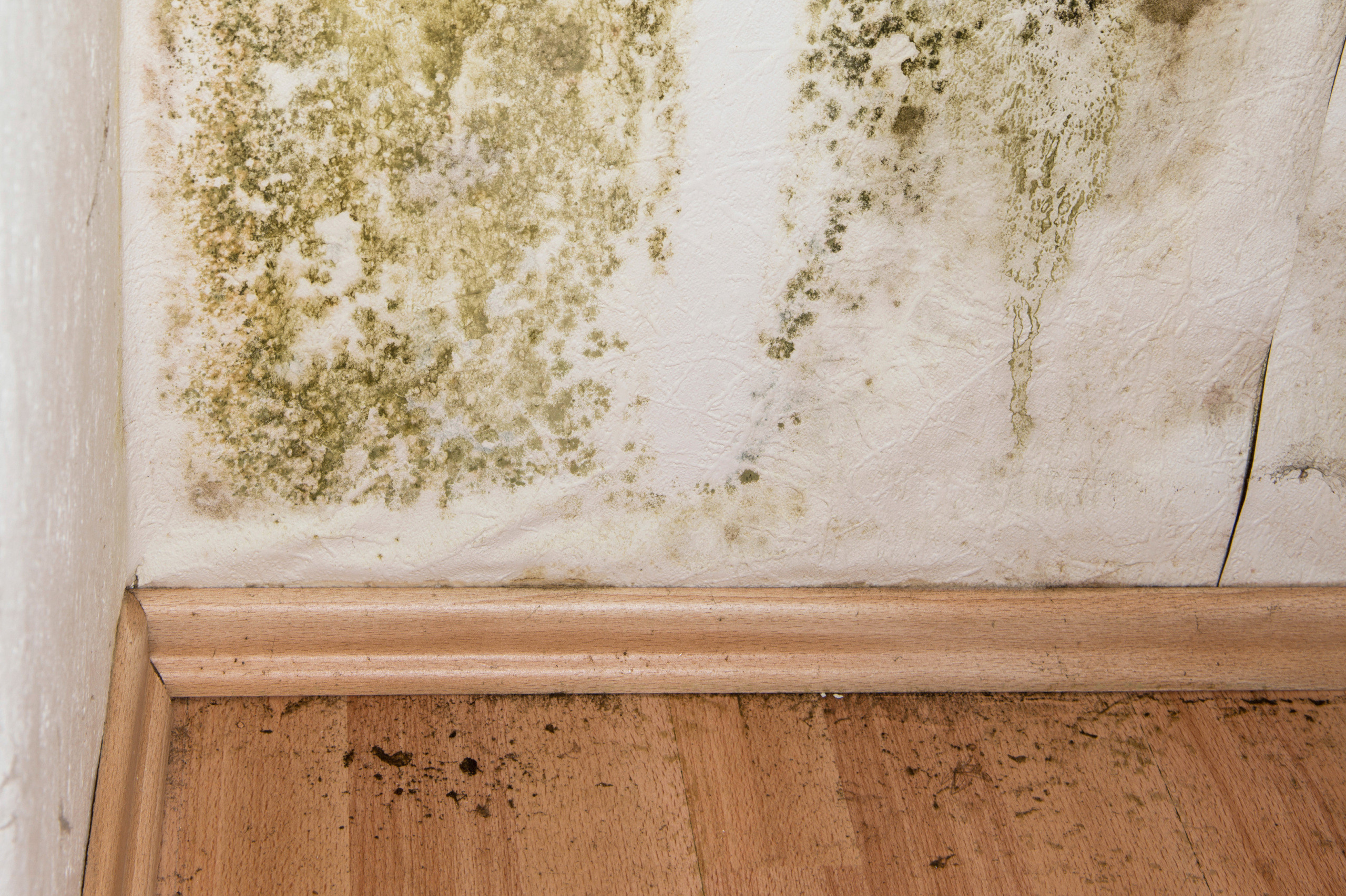 Mold On Walls In Bedroom
 Mold Remediation Cost