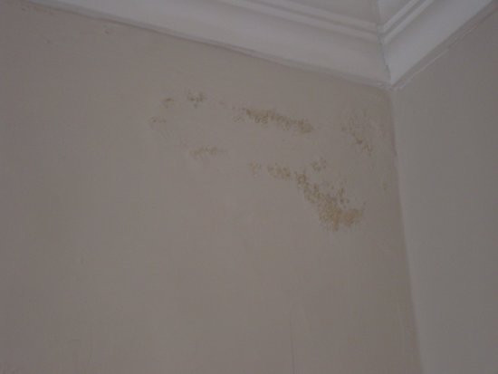 Mold On Walls In Bedroom
 Mould and mildew on bedroom walls Picture of The Park