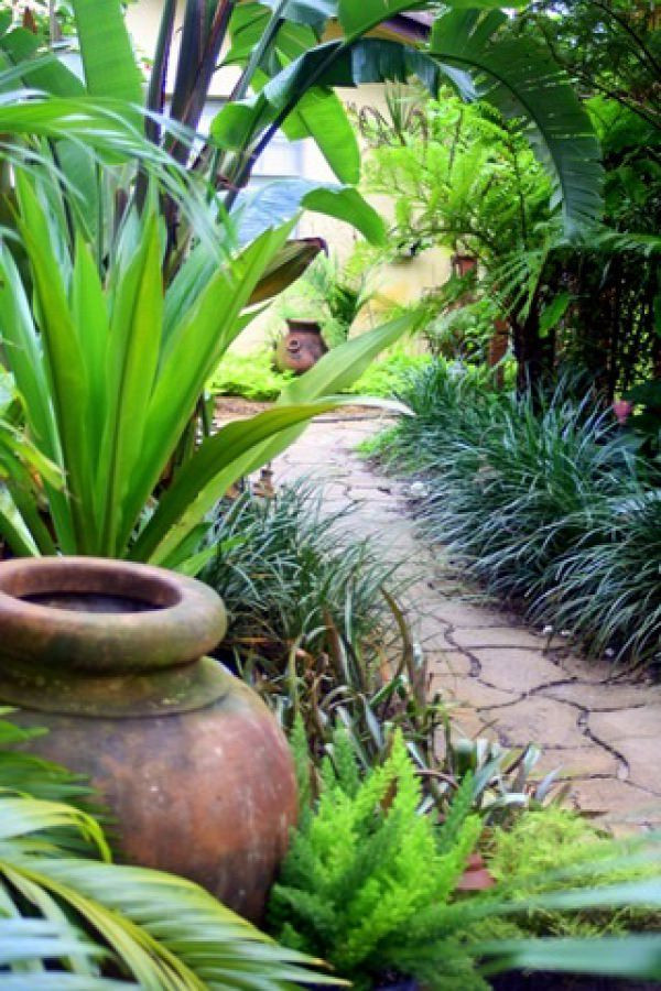 Plants Outdoor Landscape
 14 Cold Hardy Tropical Plants to Create a Tropical Garden