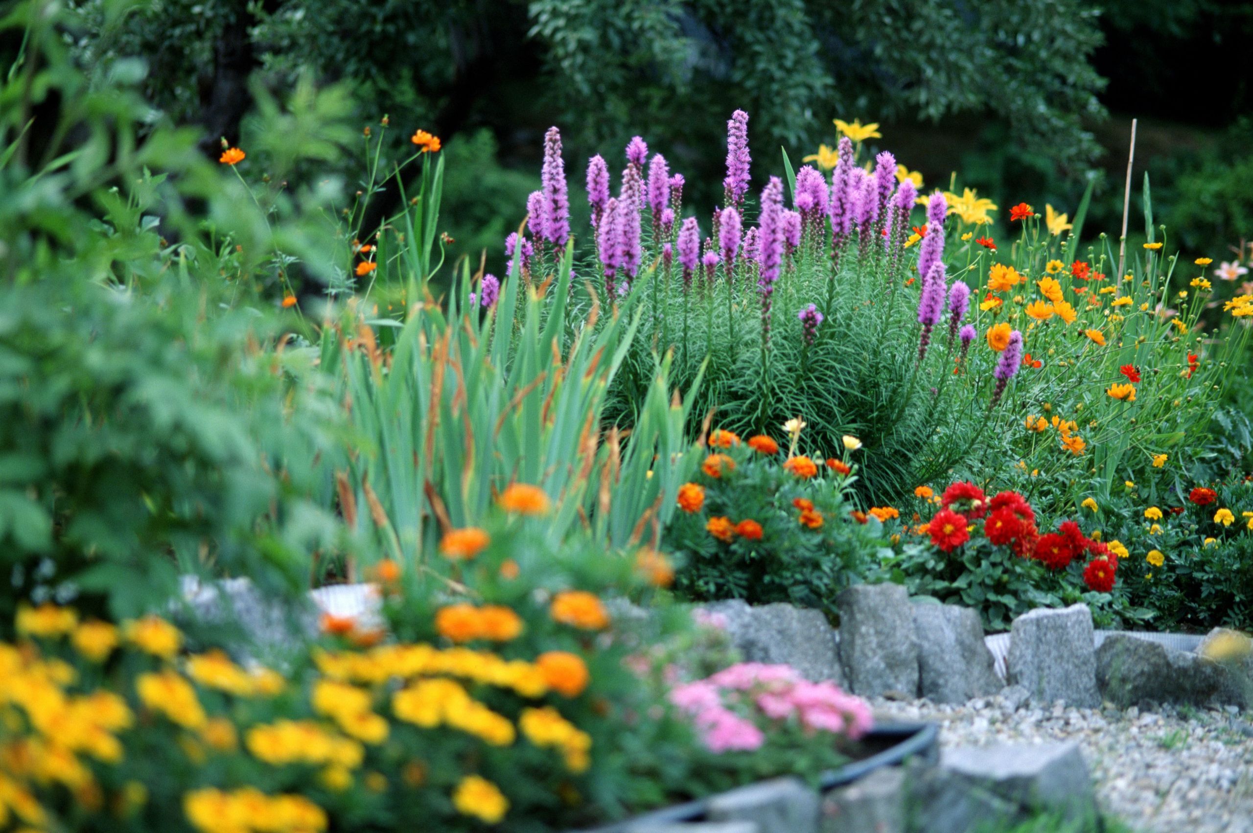 Plants Outdoor Landscape
 Choosing Plants for a Small Garden Space