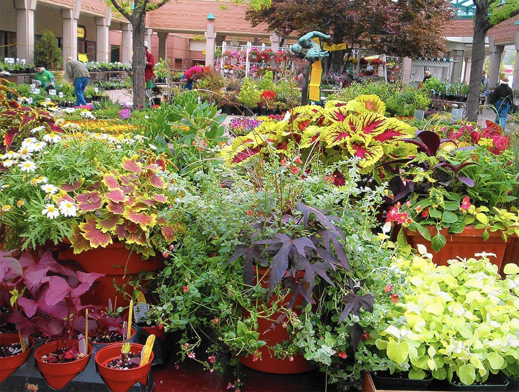 Plants Outdoor Landscape
 Plant sale savvy Experts share shopping tips for