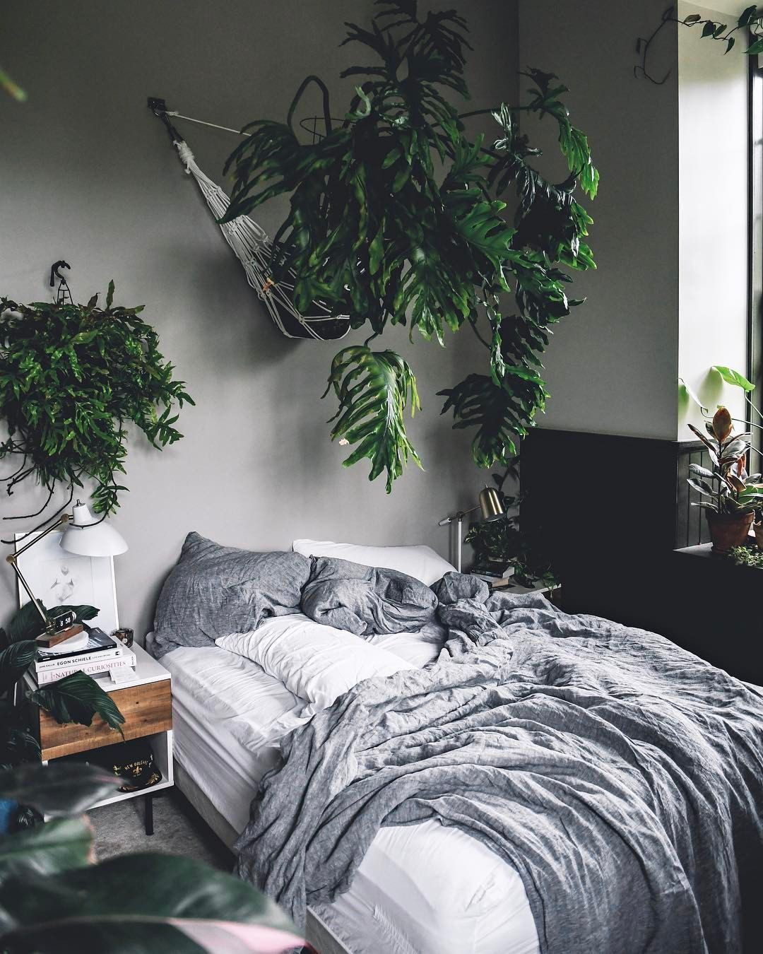 Small Bedroom Plants
 98 Easy Houseplants For Indoor Plants
