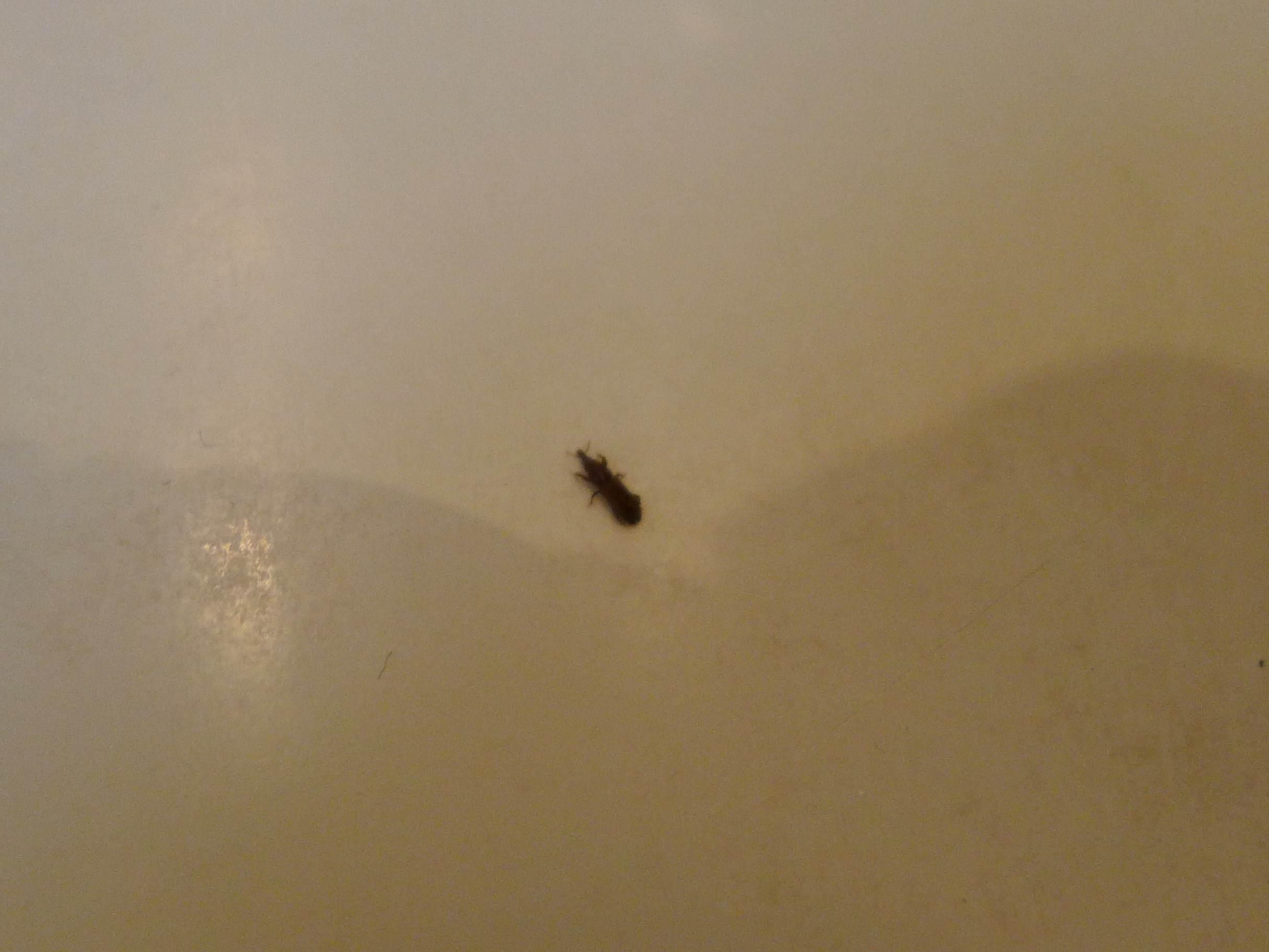 small brown bugs in bathroom sink