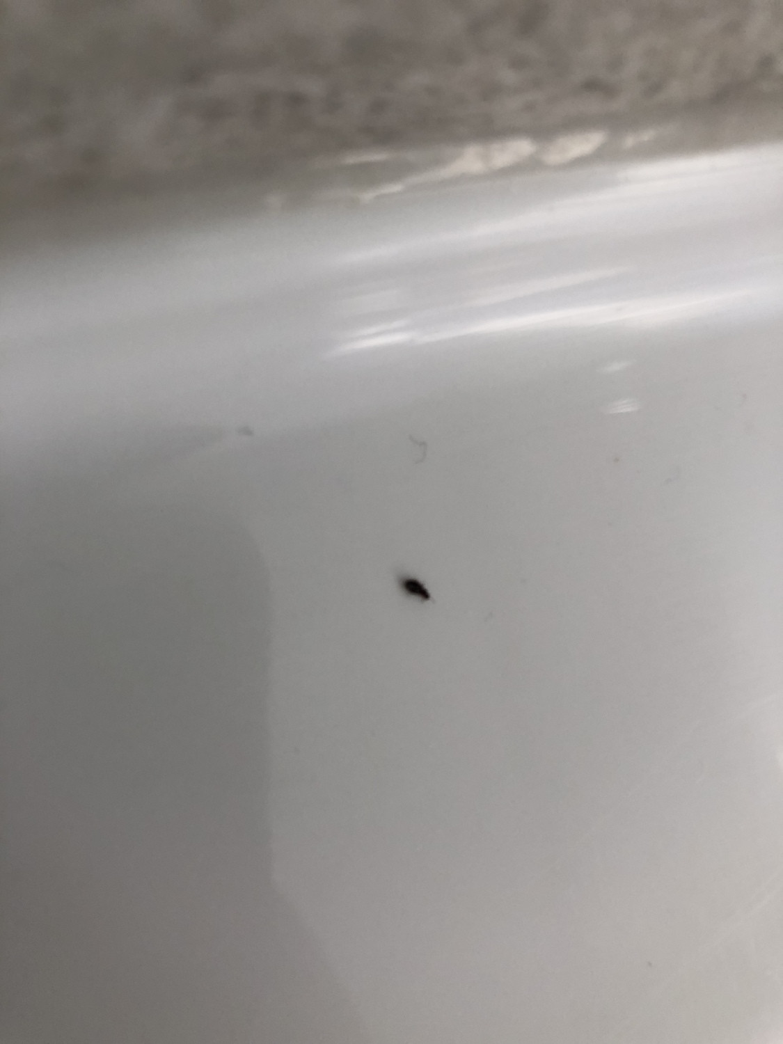Small Black Bugs In Bathroom Luxury Tiny Bug In Bathroom Ask An Expert Of Small Black Bugs In Bathroom 