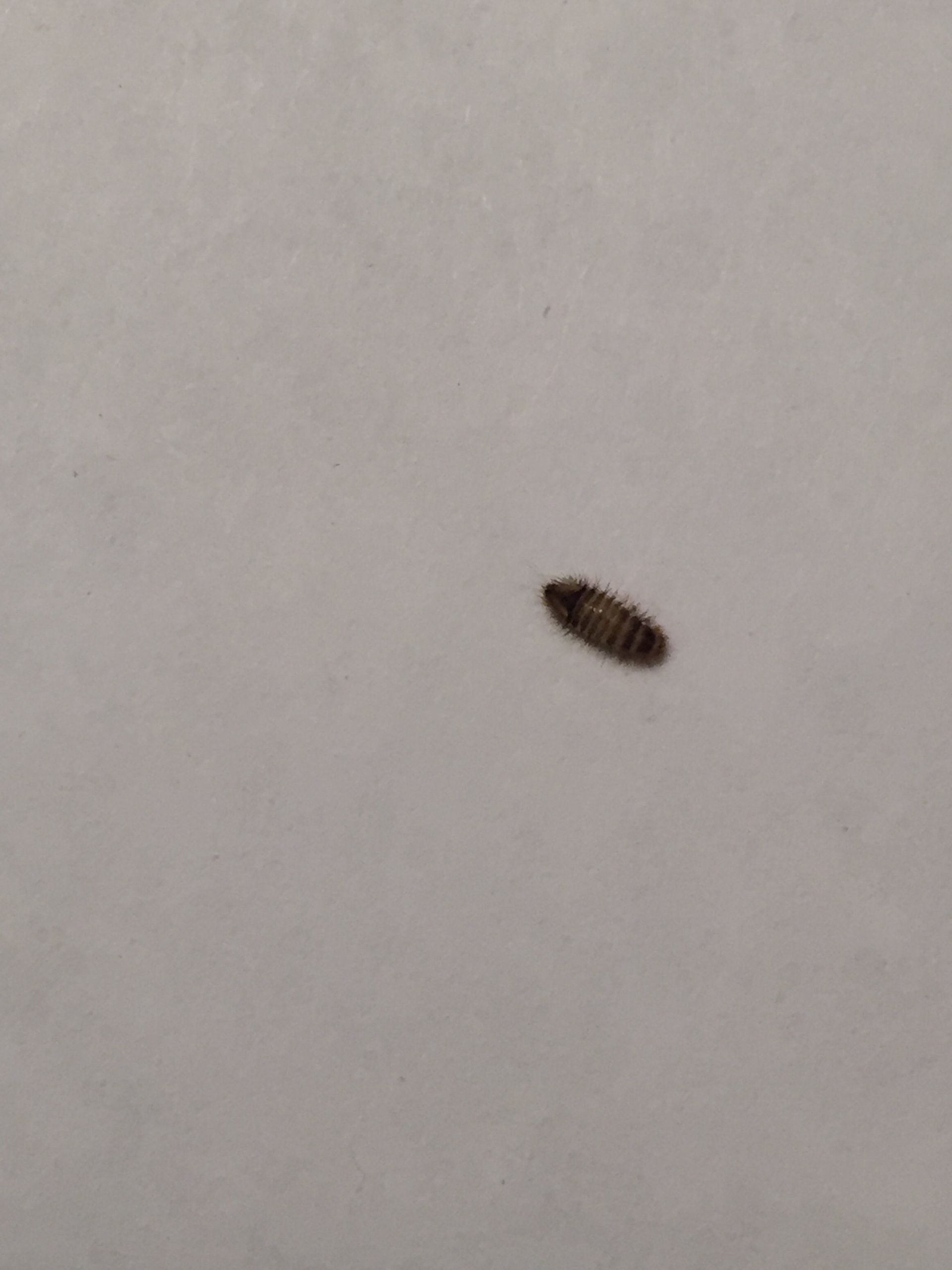 Tiny Bugs On Bathroom Floor Clsa Flooring Guide   Small Black Bugs In Bathroom New Raleigh Nc Small Bugs 5mm Found In Carpet Under Bed Of Small Black Bugs In Bathroom Scaled 