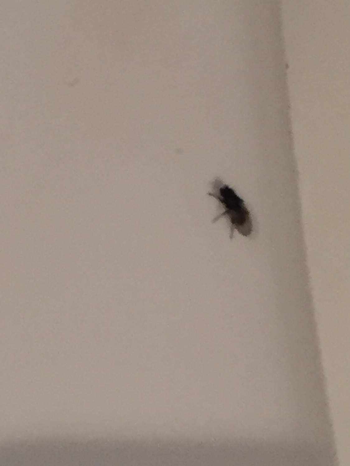 Small Flying Bugs In Bathroom
 21 Fancy Small Flying Bugs In Bathroom Home Family