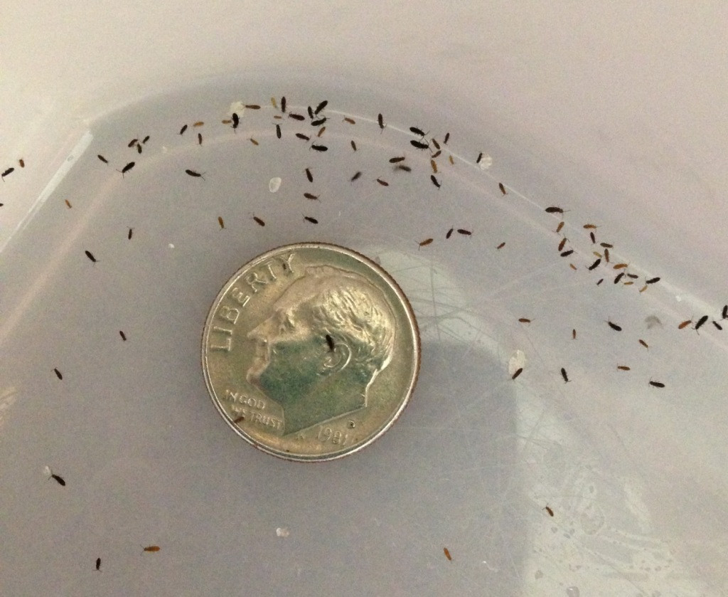 Small Flying Bugs In Bathroom
 What are these tiny bugs in my bathtub Green Defense
