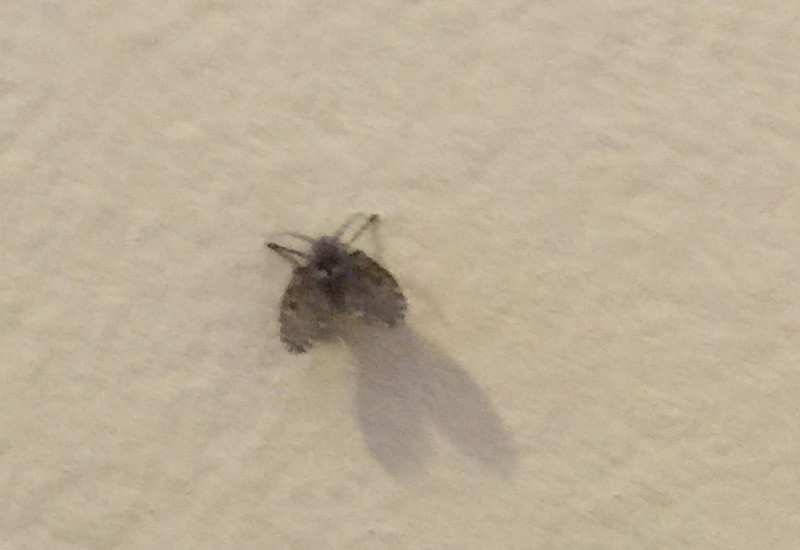 Small Flying Bugs In Bathroom
 Bathroom Flies Archives What s That Bug