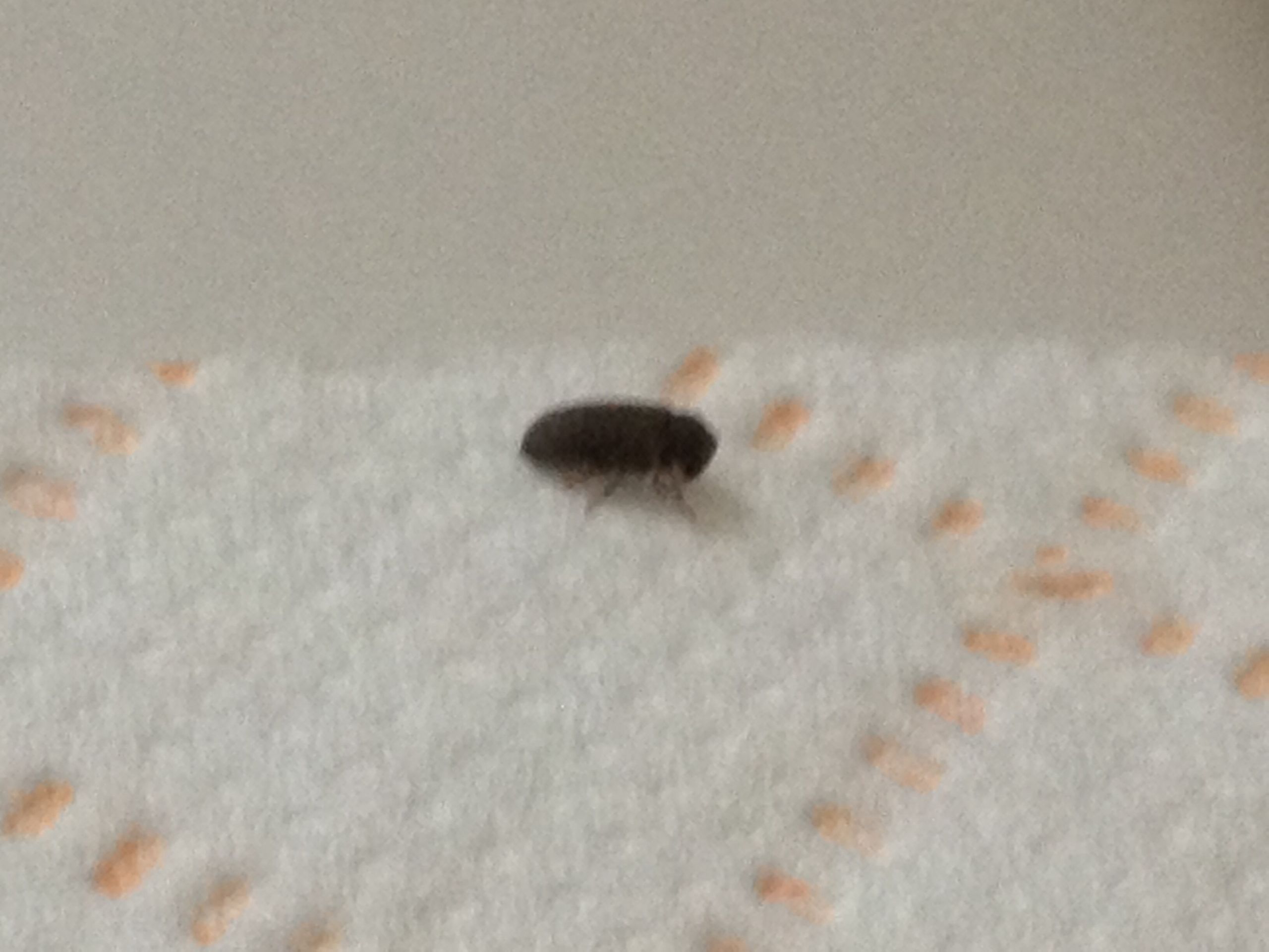 Small Flying Bugs In Bathroom
 NaturePlus Please help me identify tiny black bugs found