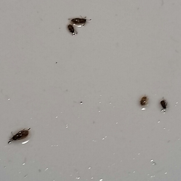Small Flying Bugs In Bathroom
 what are these tiny brown crawling bugs in my bathroom