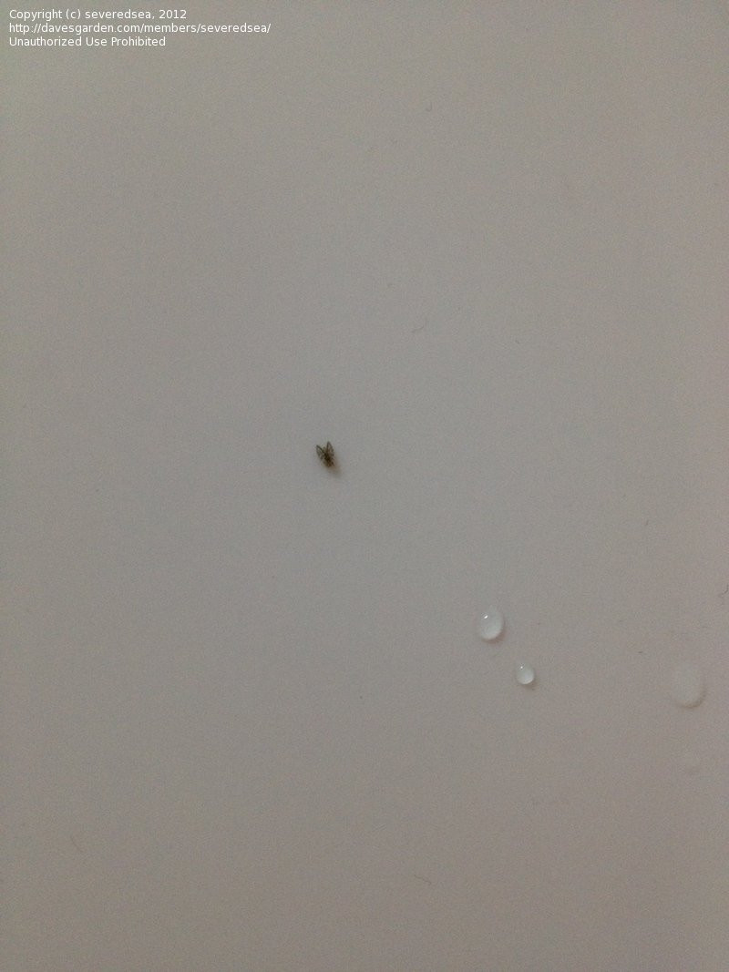 Small Flying Bugs In Bathroom
 Insect and Spider Identification CLOSED Really tiny