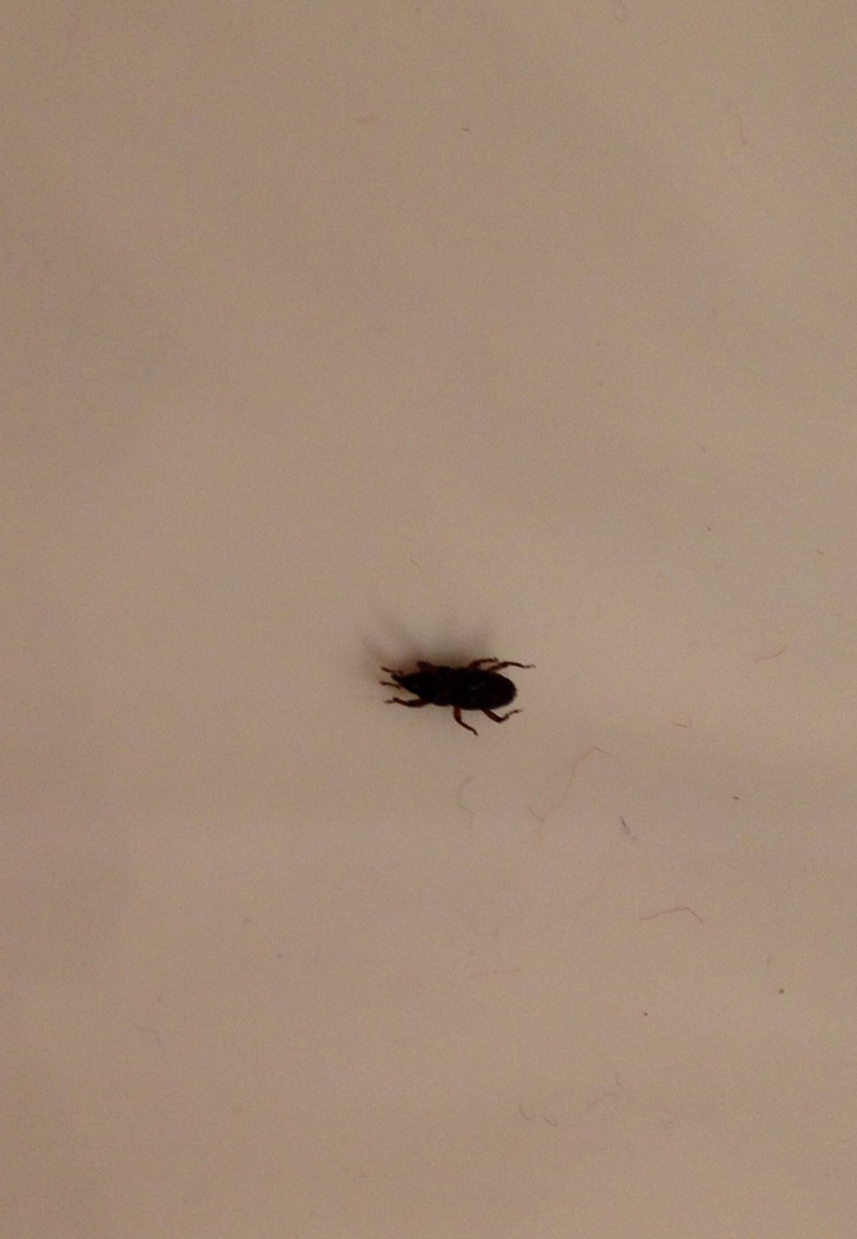 Small Flying Bugs In Bathroom
 We keep seeing these bugs in the bathroom tub & floor