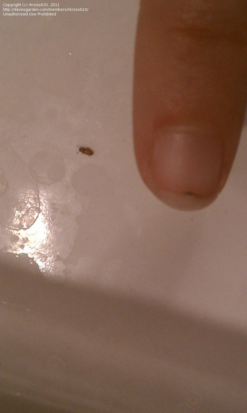 Small Flying Bugs In Bathroom
 Insect and Spider Identification Small bugs in bathroom