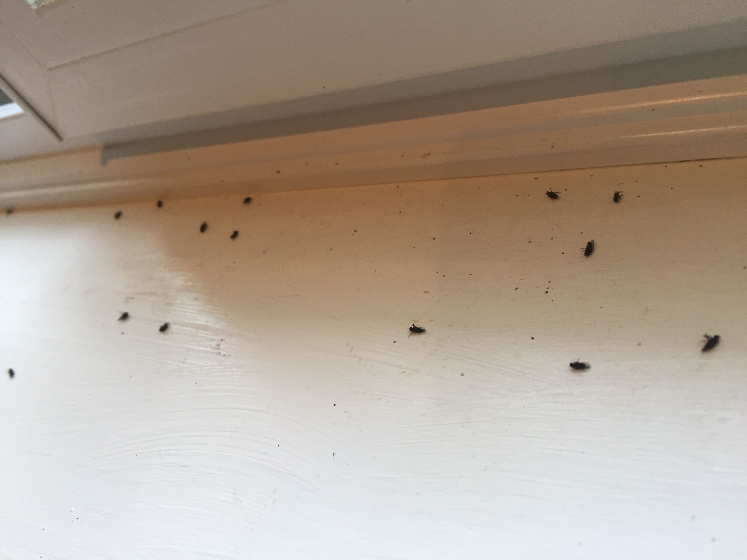 Small Flying Bugs In Bathroom
 My bathroom is infested with tiny black flies Ask an Expert
