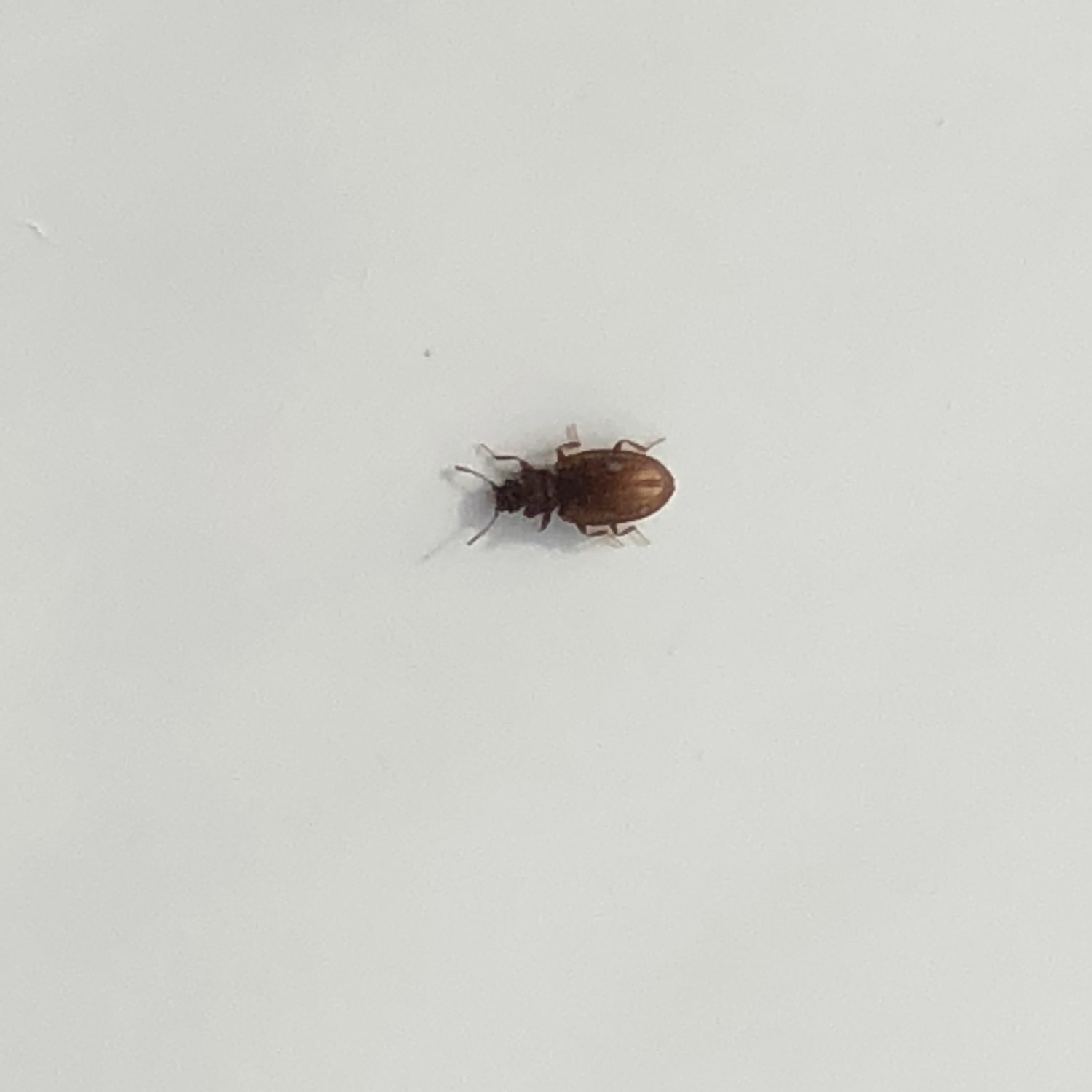 Small Flying Bugs In Bathroom
 Tiny bug in bathroom Ask an Expert