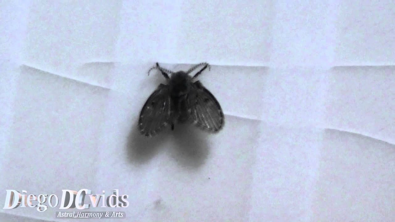 Small Flying Bugs In Bathroom
 21 Fancy Small Flying Bugs In Bathroom Home Family