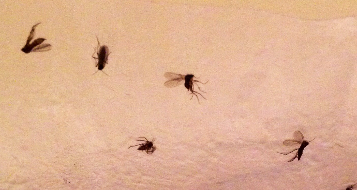 Small Flying Bugs In Bathroom
 Getting Rid Get Rid Flies In My House bedbugs