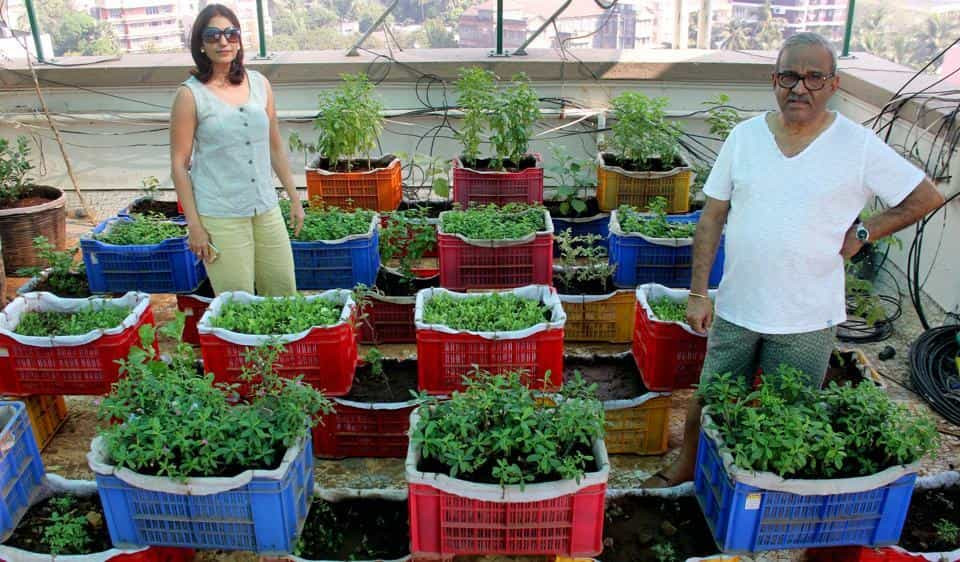 Terrace Landscape India
 Mumbai residents convert terrace into garden grow 15