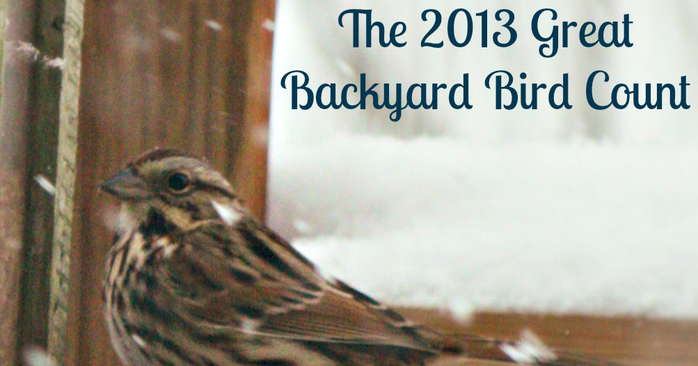 The Great Backyard
 How The Sun Rose The Great Backyard Bird Count is ing