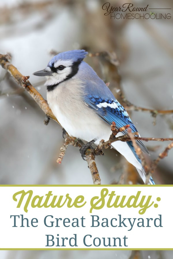 The Great Backyard
 Nature Study The Great Backyard Bird Count Year Round