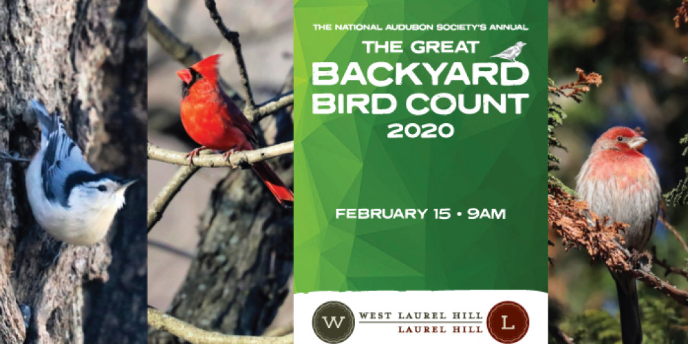 The Great Backyard
 The Great Backyard Bird Count 2020