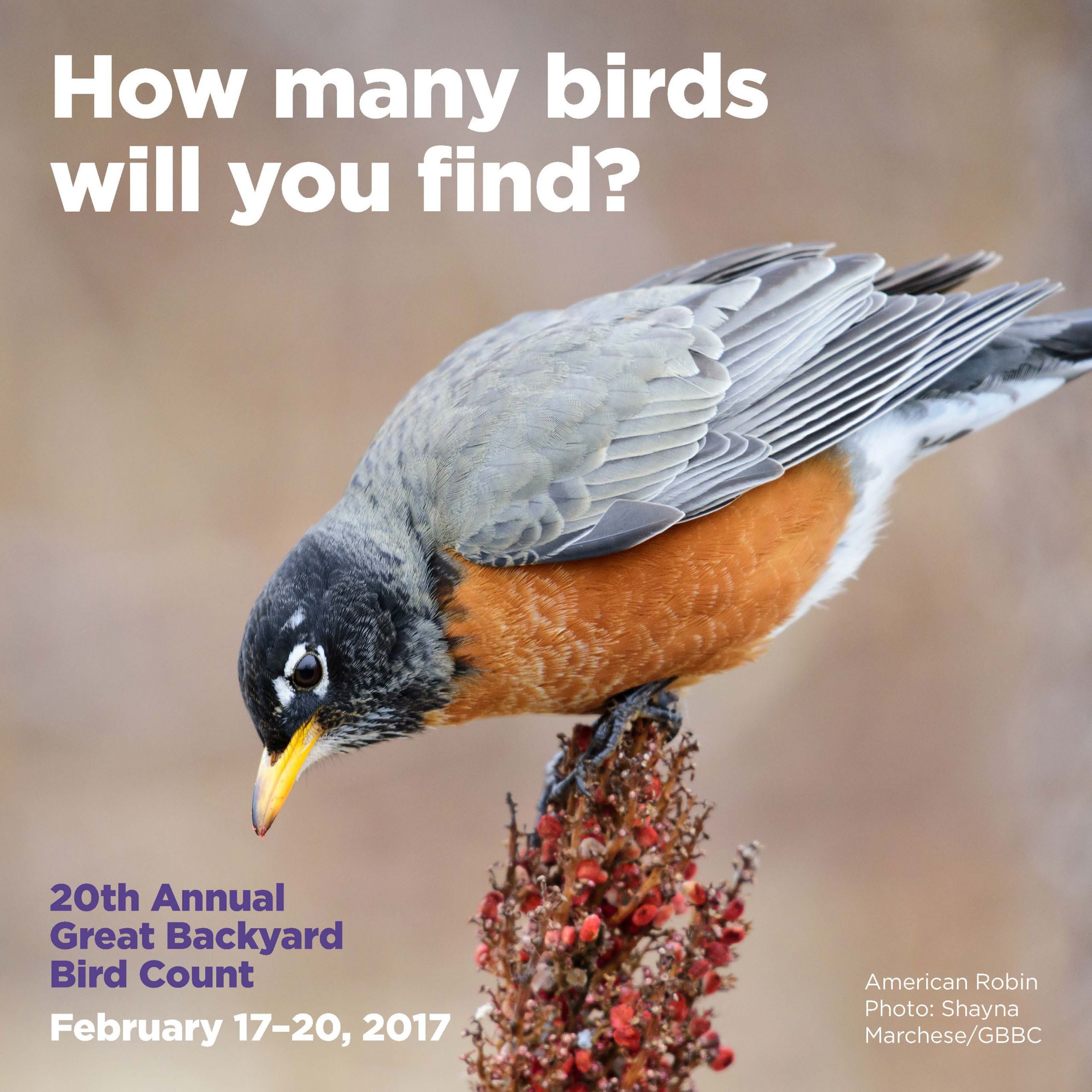 The Great Backyard
 The Great Backyard Bird Count 2017