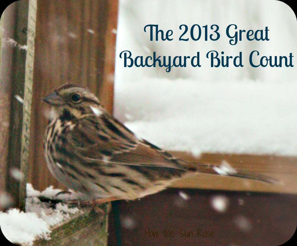 The Great Backyard
 How The Sun Rose The Great Backyard Bird Count is ing